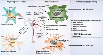 Metabolic Regulation of Glial Phenotypes: Implications in Neuron–Glia Interactions and Neurological Disorders